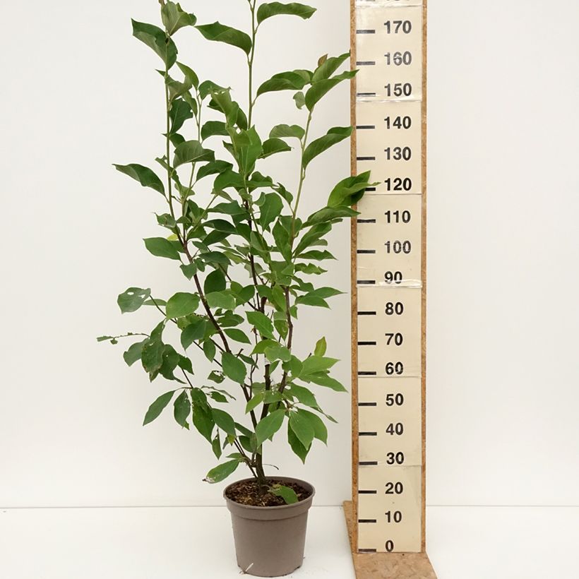 Amostra de Magnolia liliiflora × veitchii Heaven Scent Vaso de 12 L/15 L tal como entregue no verão