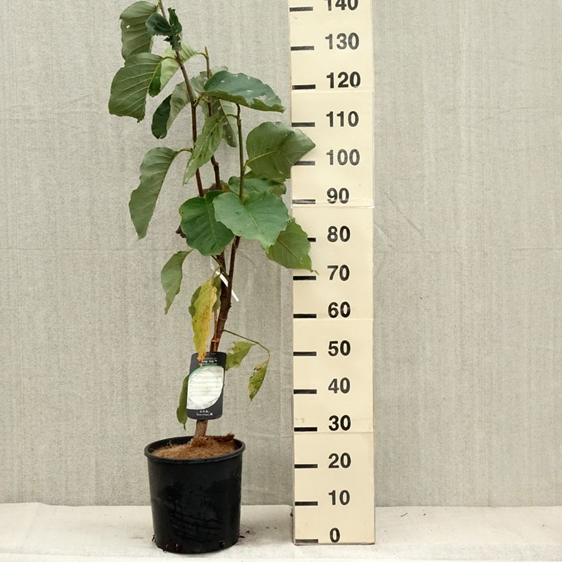 Amostra de Magnolia Honey Tulip Vaso de 12 L/15 L tal como entregue no outono