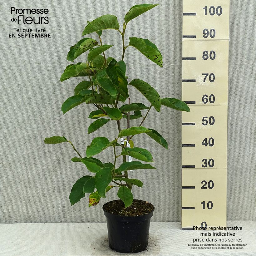 Amostra de Magnolia denudata Iolanthe Vaso de 4 L/5 L tal como entregue no verão