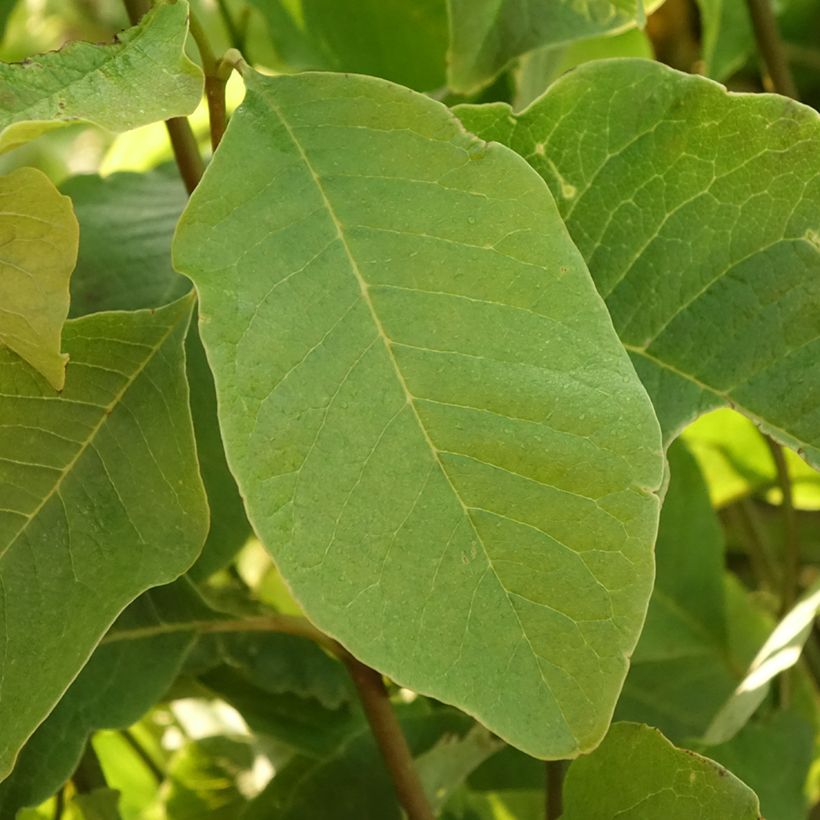 Magnolia kobus (Folhagem)