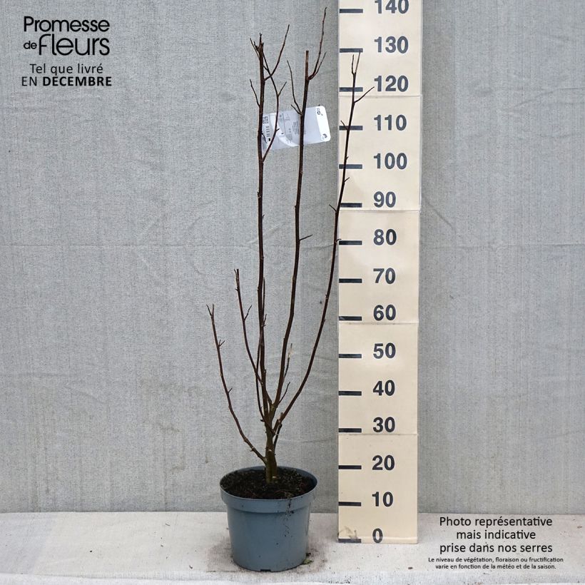 Amostra de Magnolia kobus Vaso de 4 L/5 L tal como entregue no outono