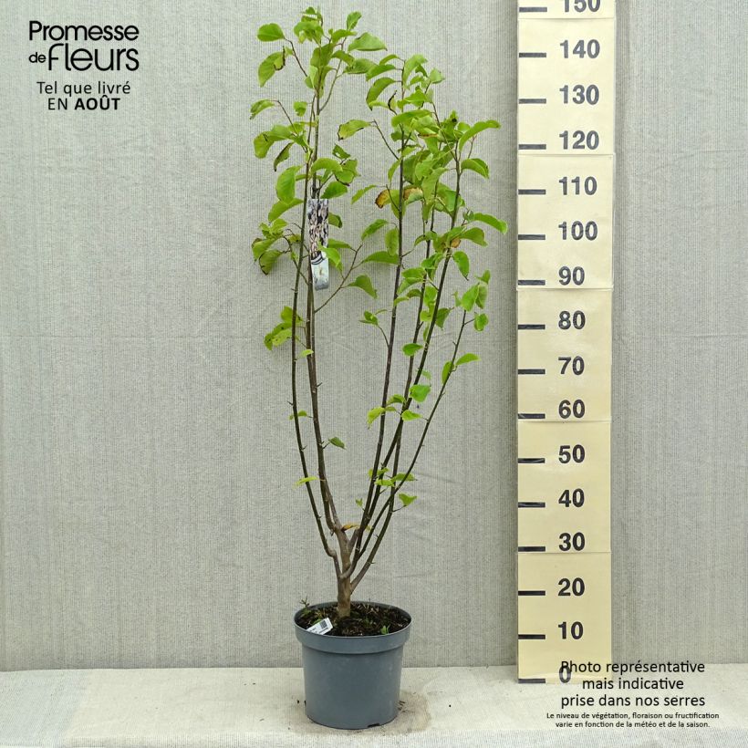 Amostra de Magnolia kobus Vaso de 4 L/5 L tal como entregue no verão