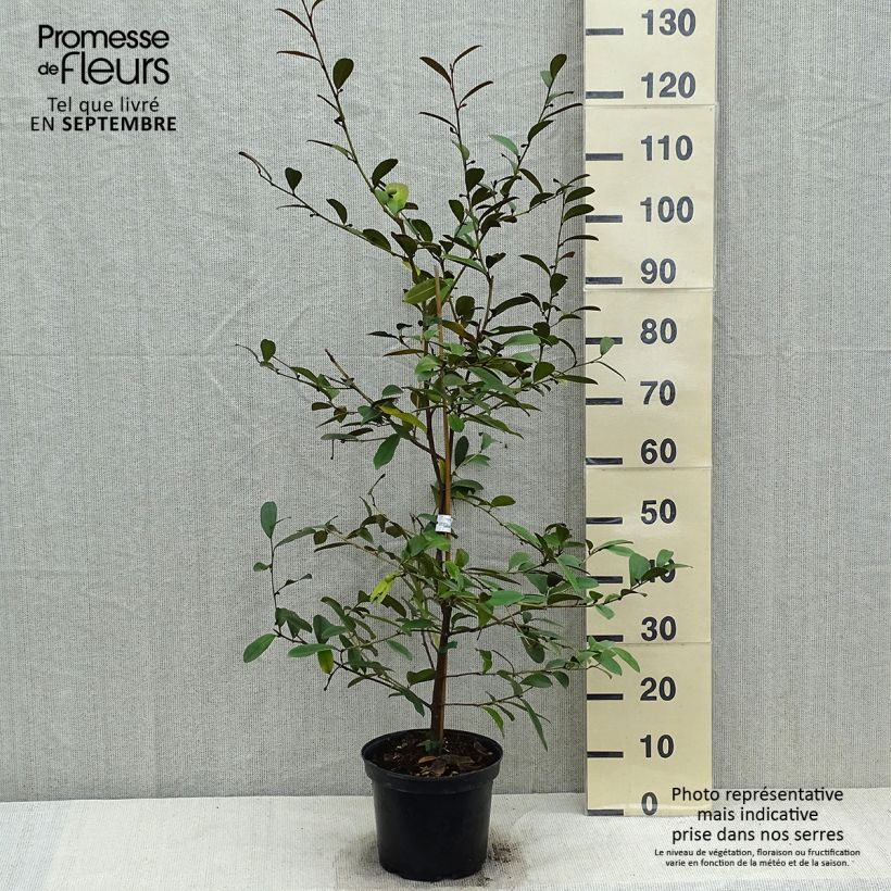 Amostra de Magnolia laevifolia Achteraan Vaso de 4 L/5 L tal como entregue no outono