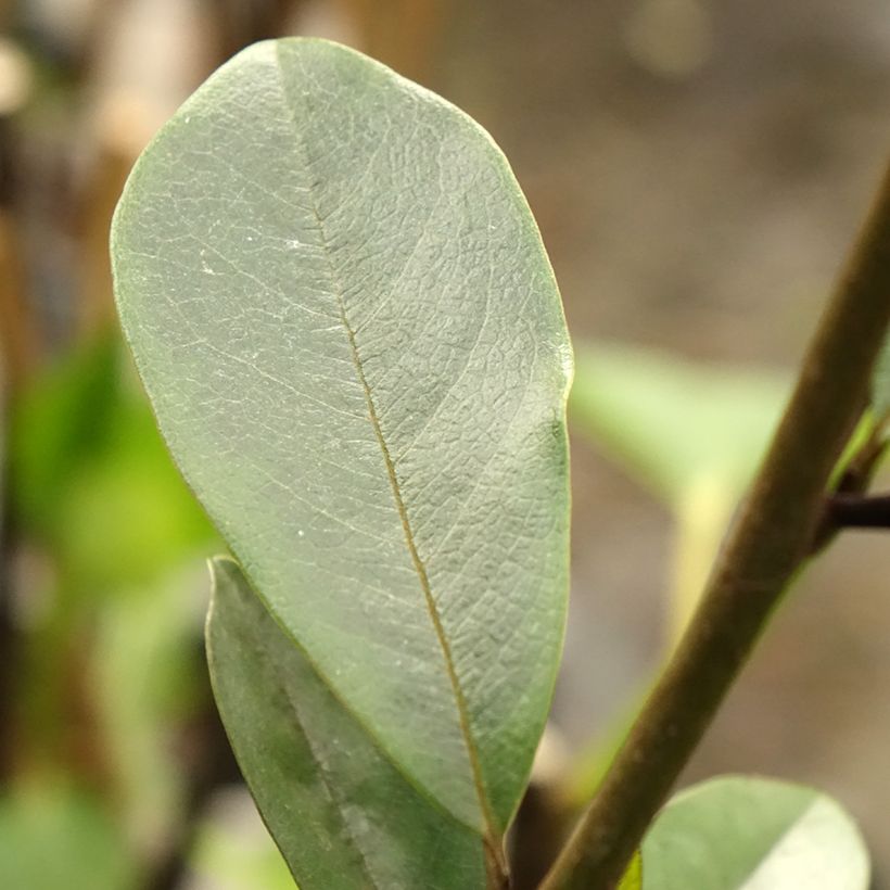 Magnolia laevifolia Achteraan (Folhagem)