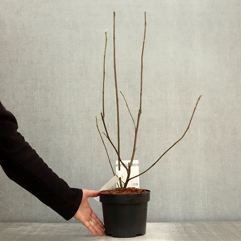 Amostra de Magnolia liliflora Nigra Vaso de 3 L/4 L tal como entregue no outono