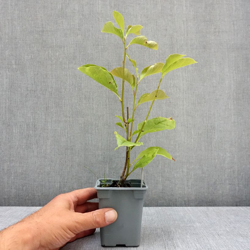 Amostra de Magnolia liliflora Nigra Vaso de 12 cm/13 cm tal como entregue no verão