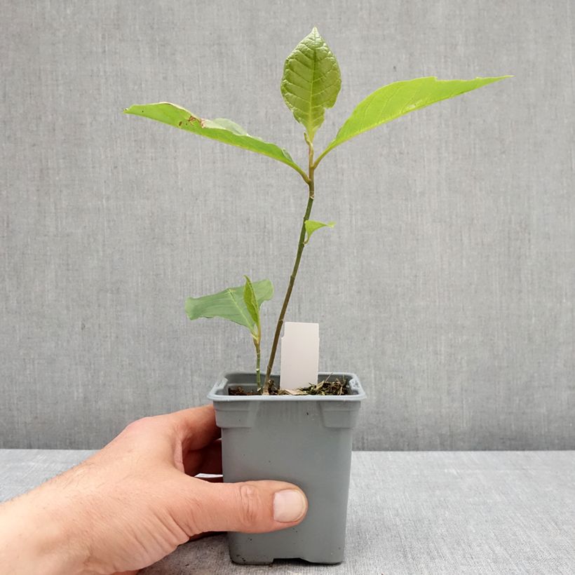 Amostra de Magnolia liliflora Nigra Vaso de 12 cm/13 cm tal como entregue na primavera