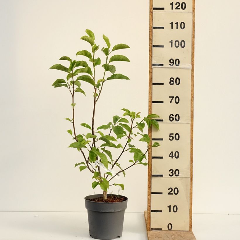 Amostra de Magnolia liliflora Nigra Vaso de 7,5 L/10 L tal como entregue no verão