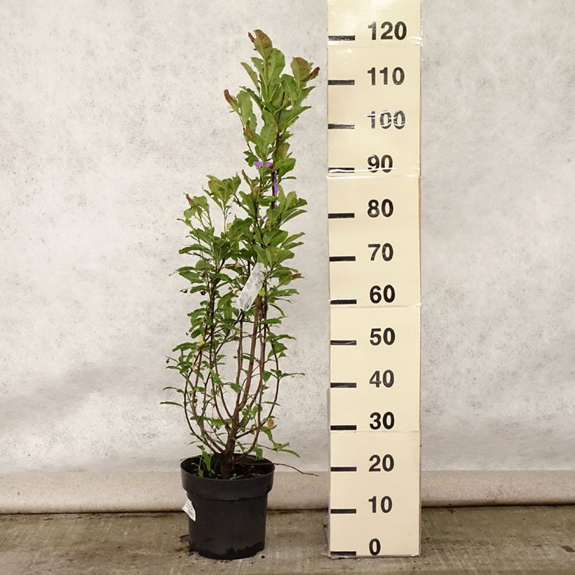 Amostra de Magnolia loebneri Leonard Messel Vaso de 6 L/7 L tal como entregue no verão