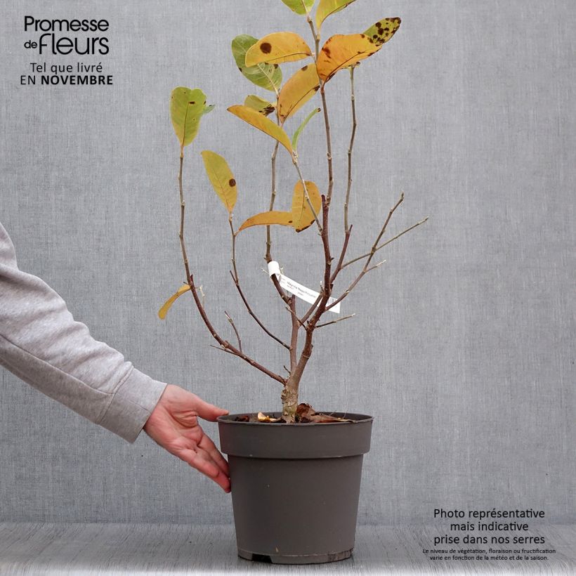Amostra de Magnolia loebneri Mags Pirouette Vaso de 4 L/5 L tal como entregue no outono