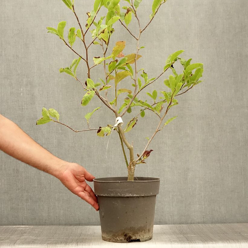 Amostra de Magnolia loebneri Mags Pirouette Vaso de 4 L/5 L tal como entregue no verão