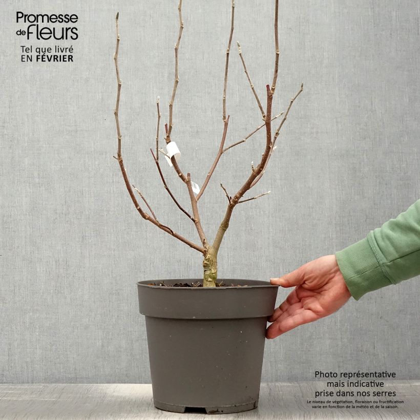 Amostra de Magnolia loebneri Mags Pirouette Vaso de 4 L/5 L tal como entregue no inverno