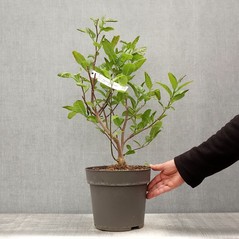 Amostra de Magnolia loebneri Mags Pirouette Vaso de 4 L/5 L tal como entregue na primavera