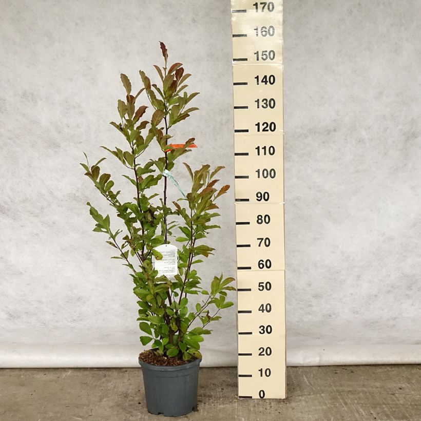 Amostra de Magnolia loebneri Merrill Vaso de 7,5 L/10 L tal como entregue na primavera