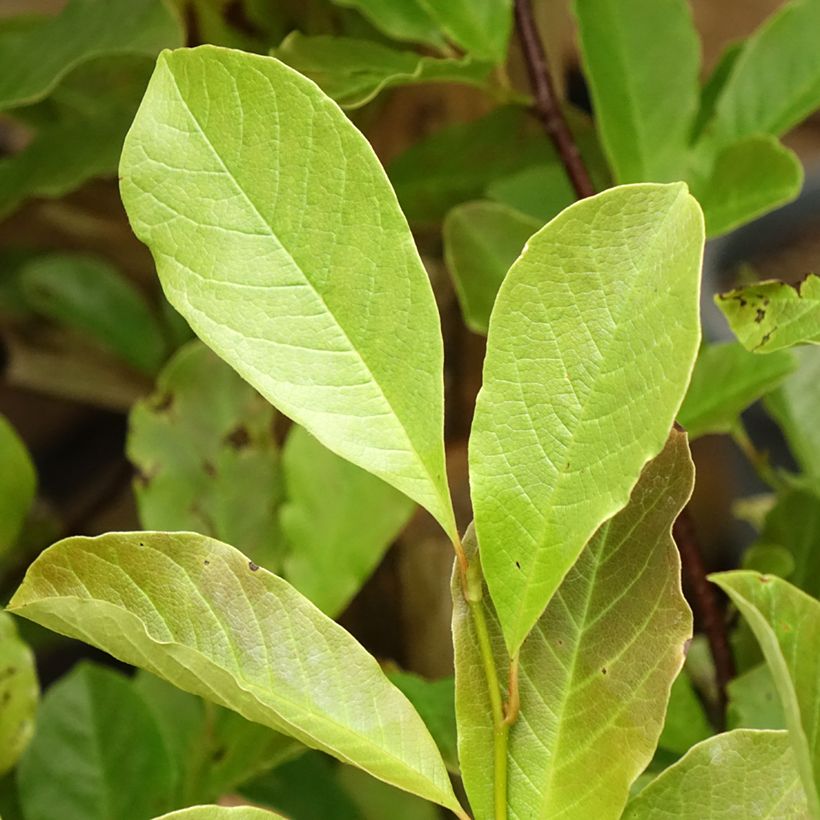 Magnolia loebneri Merrill (Folhagem)