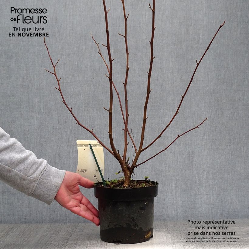 Amostra de Magnolia loebneri Merrill Vaso de 3 L/4 L tal como entregue no outono