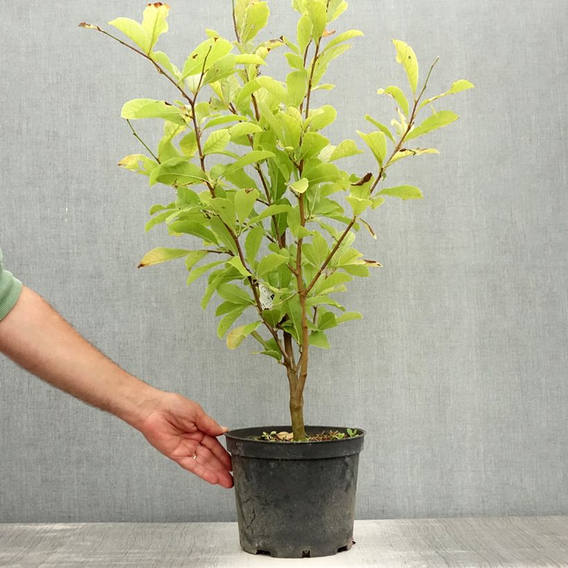 Amostra de Magnolia loebneri Merrill Vaso de 3 L/4 L tal como entregue no verão