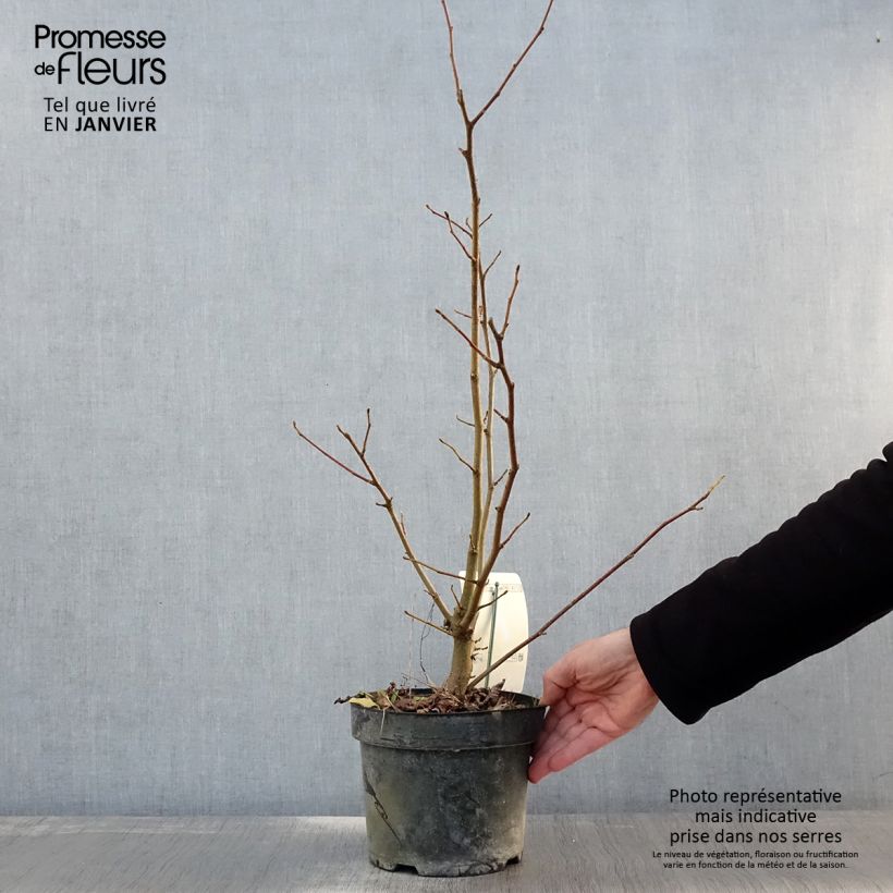 Amostra de Magnolia loebneri Merrill Vaso de 3 L/4 L tal como entregue no inverno