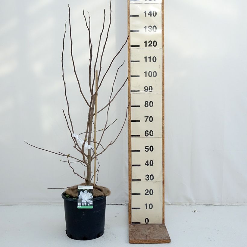 Amostra de Magnolia loebneri Wildcat Vaso de 6 L/7 L tal como entregue no inverno