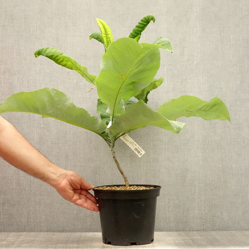 Amostra de Magnolia macrophylla subsp. ashei Vaso de 4 L/5 L tal como entregue no verão
