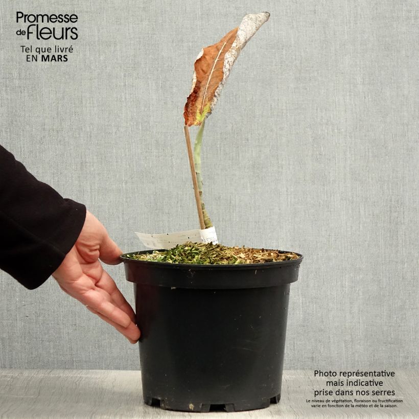 Amostra de Magnolia macrophylla subsp. ashei Vaso de 4 L/5 L tal como entregue na primavera