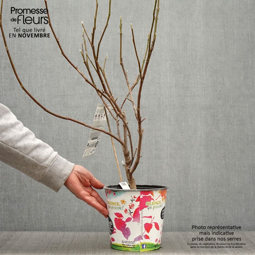 Amostra de Magnolia soulangeana Andre Leroy Vaso de 4 L/5 L tal como entregue no outono