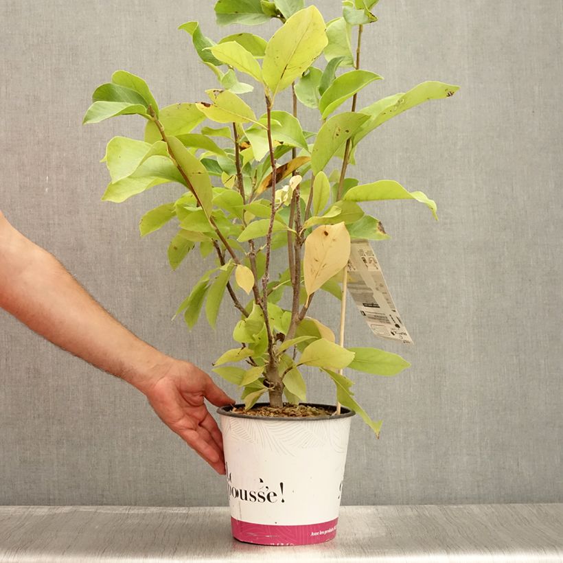 Amostra de Magnolia soulangeana Andre Leroy Vaso de 4 L/5 L tal como entregue no verão