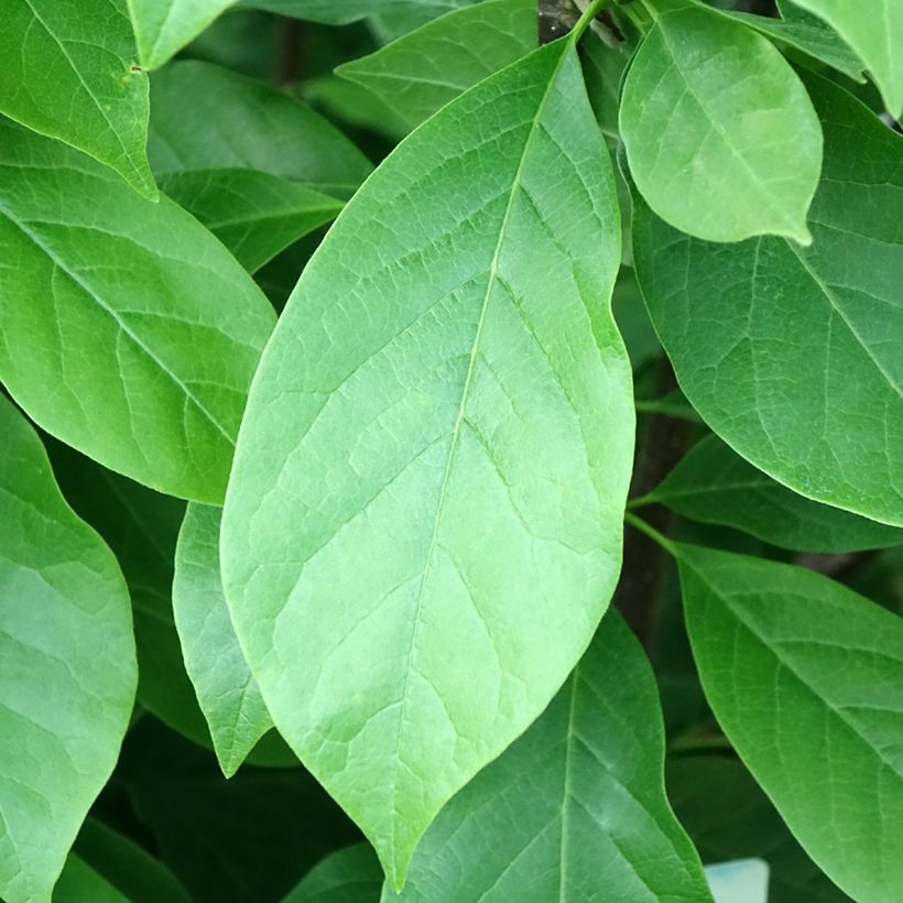Magnolia soulangeana Andre Leroy (Folhagem)