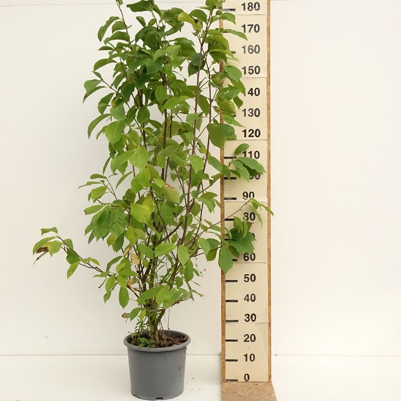 Amostra de Magnolia soulangeana Andre Leroy Vaso de 7,5 L/10 L tal como entregue no verão