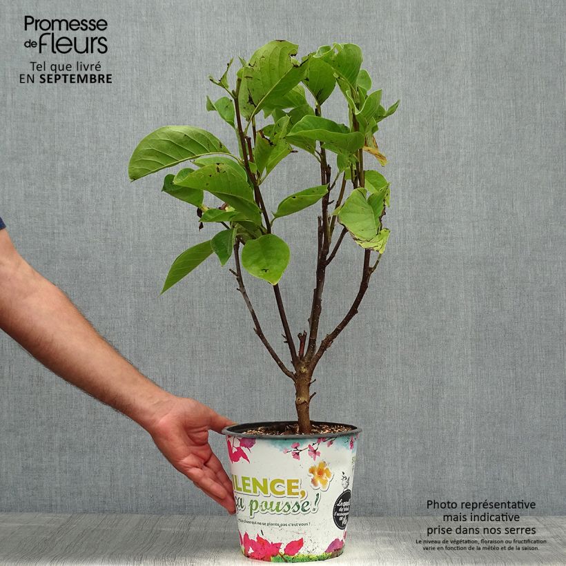 Amostra de Magnolia Manchu Fan Vaso de 4 L/5 L tal como entregue no outono