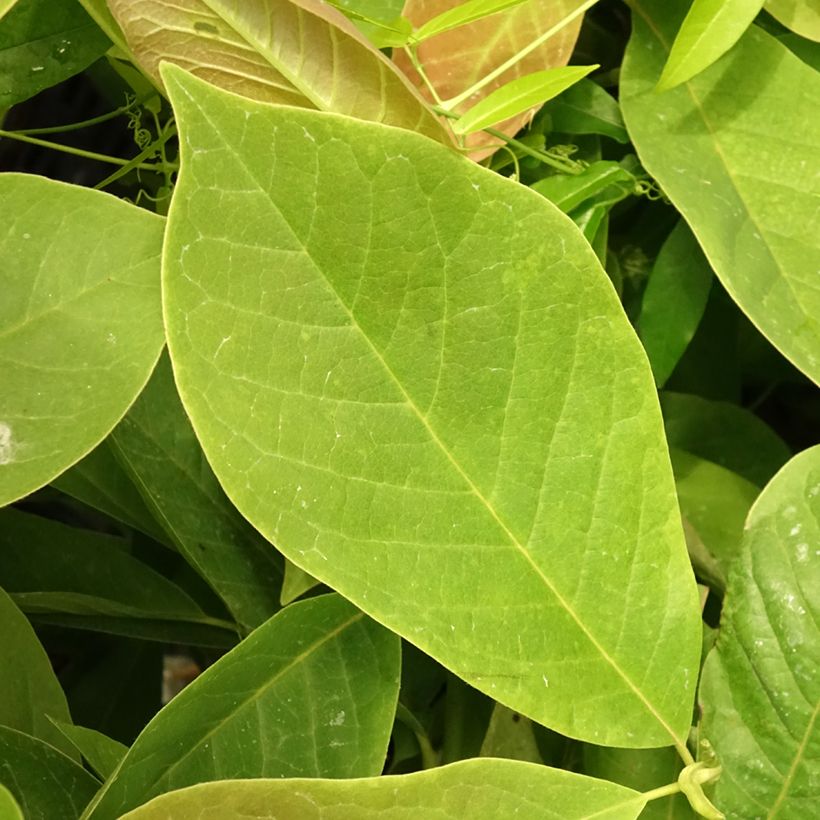 Magnolia Manchu Fan (Folhagem)