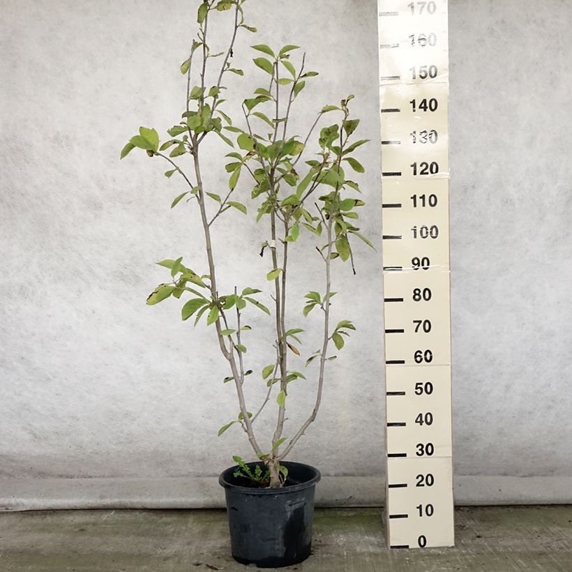 Amostra de Magnolia Manchu Fan Vaso de 7,5 L/10 L tal como entregue no verão