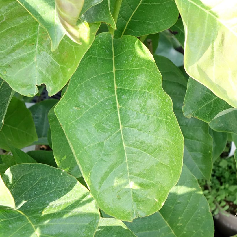Magnolia soulangeana Meganolia (Folhagem)