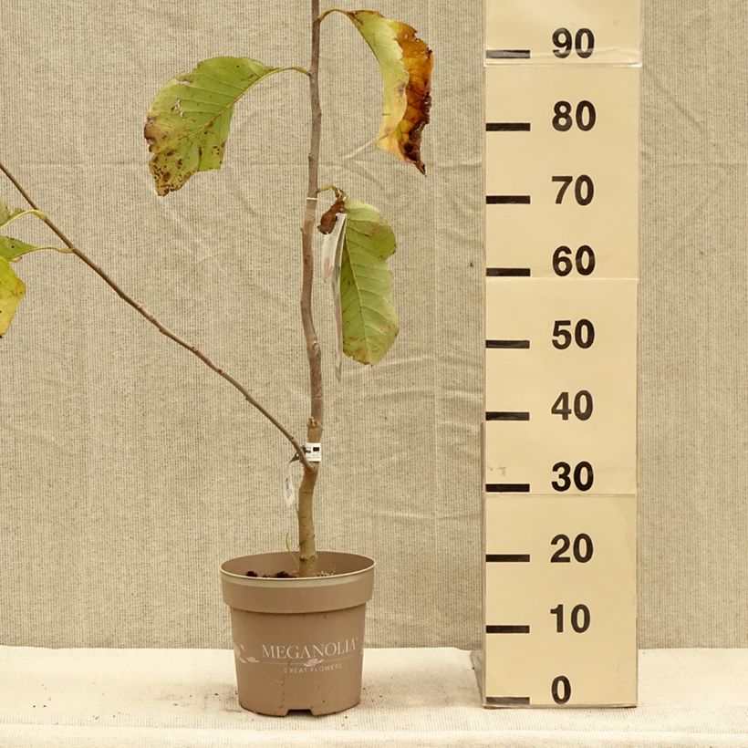 Amostra de Magnolia soulangeana Meganolia Vaso de 4 L/5 L tal como entregue no outono