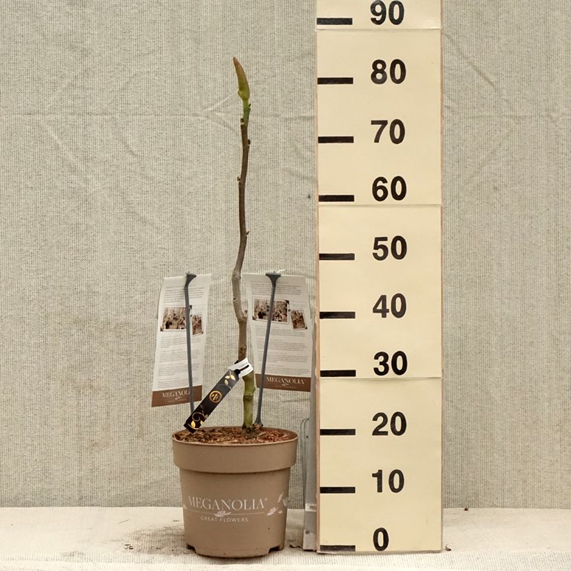 Amostra de Magnolia soulangeana Meganolia Vaso de 4 L/5 L tal como entregue na primavera
