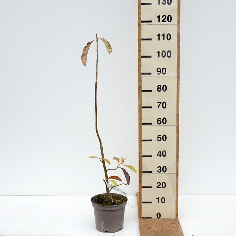 Amostra de Magnolia officinalis Vaso de 4 L/5 L tal como entregue no outono
