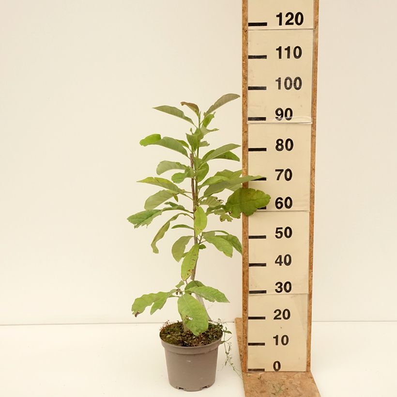 Amostra de Magnolia officinalis - Magnolia officinal Vaso de 4 L/5 L tal como entregue no verão