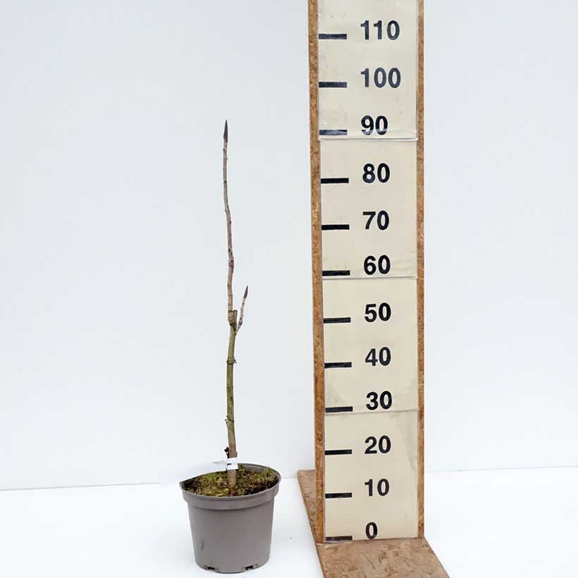 Amostra de Magnolia officinalis Vaso de 4 L/5 L tal como entregue no inverno