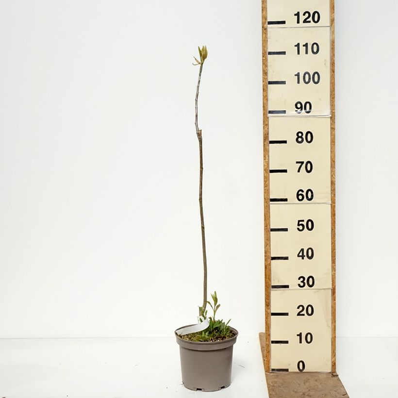 Amostra de Magnolia officinalis Vaso de 4 L/5 L tal como entregue na primavera