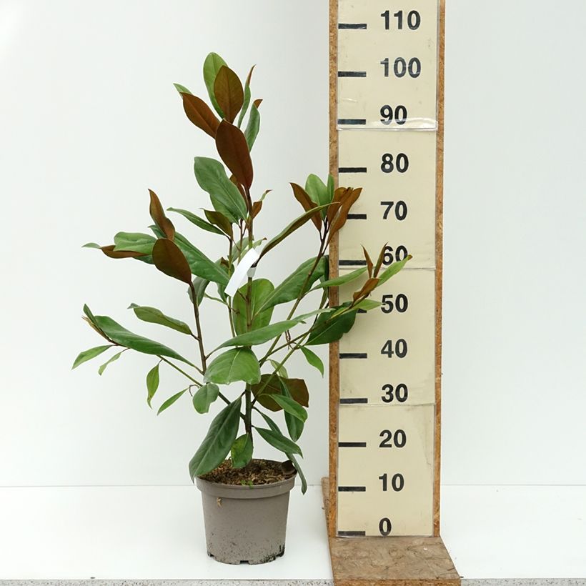 Amostra de Magnolia persistant D.d. blanchard - Magnolias grandiflora Pot de 4L/5L tal como entregue no verão