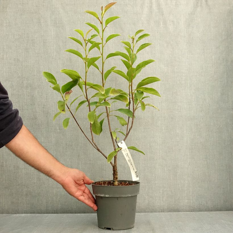 Amostra de Magnolia Pink Pyramid Vaso de 3 L/4 L tal como entregue no verão