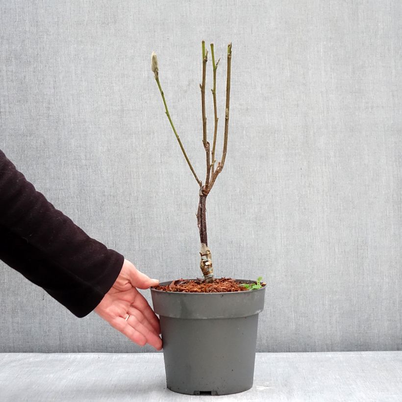 Amostra de Magnolia Pink Pyramid Vaso de 3 L/4 L tal como entregue no inverno