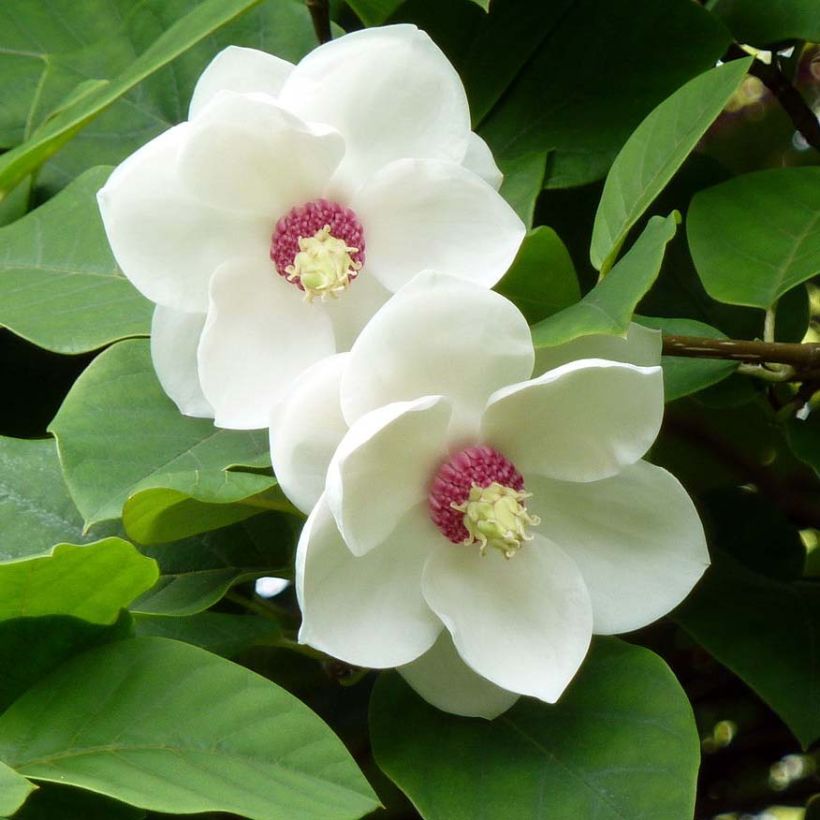Magnolia sieboldii (Floração)