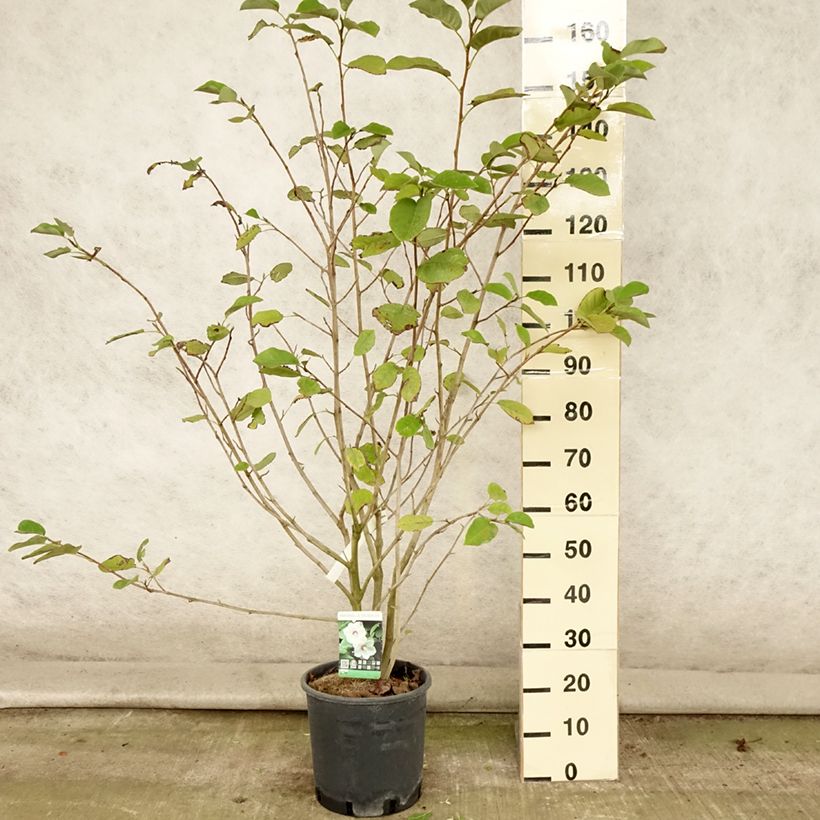 Amostra de Magnolia sieboldii Vaso de 12 L/15 L tal como entregue no verão