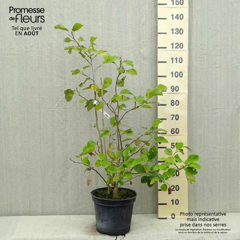Amostra de Magnolia sieboldii Colossus Vaso de 12 L/15 L tal como entregue no verão