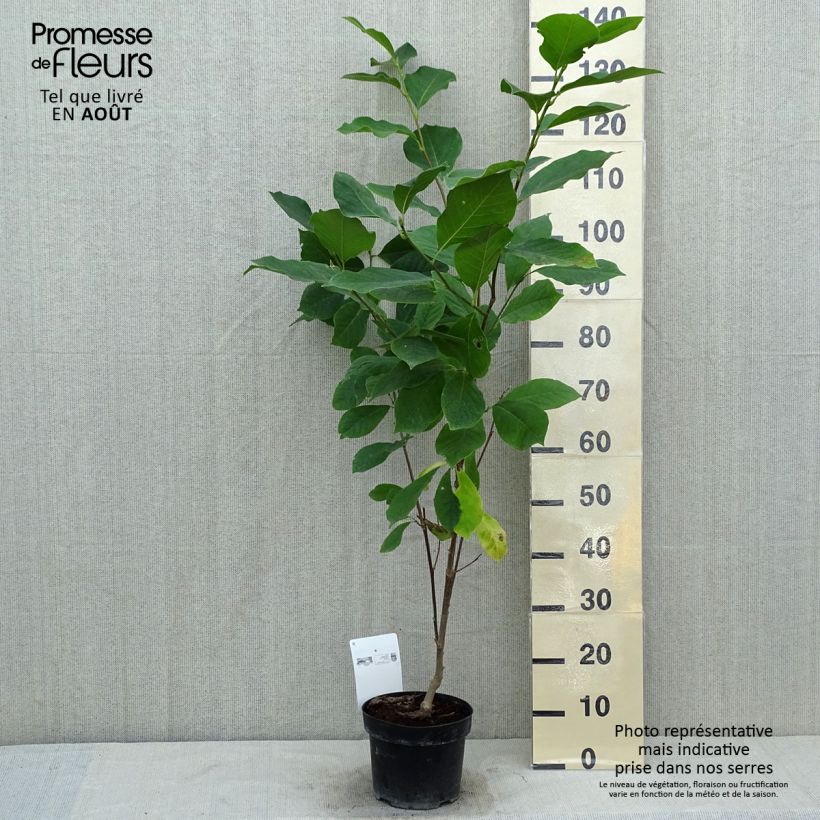 Amostra de Magnolia soulangeana Alba Superba Vaso de 3 L/4 L tal como entregue no verão