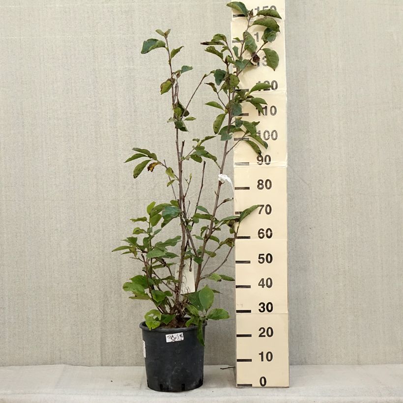 Amostra de Magnolia soulangeana Alba Superba Vaso de 6 L/7 L tal como entregue no outono