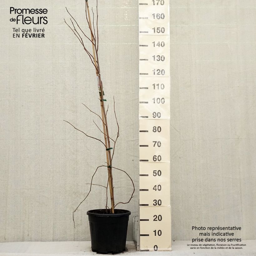 Amostra de Magnolia soulangeana Vaso de 7,5 L/10 L tal como entregue no inverno