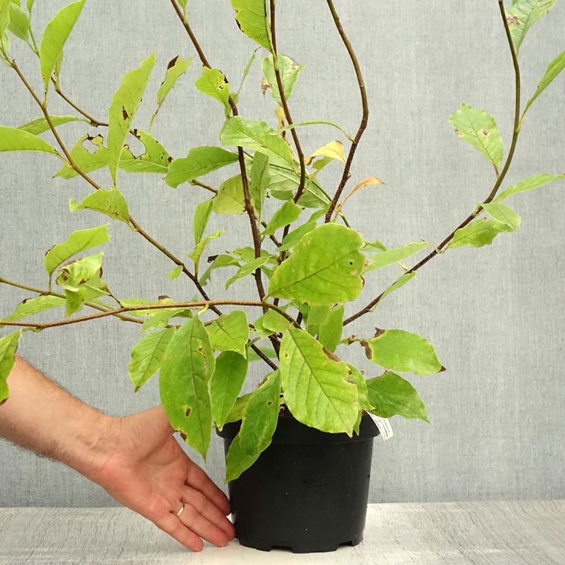 Amostra de Magnolia soulangeana Vaso de 3 L/4 L tal como entregue no verão
