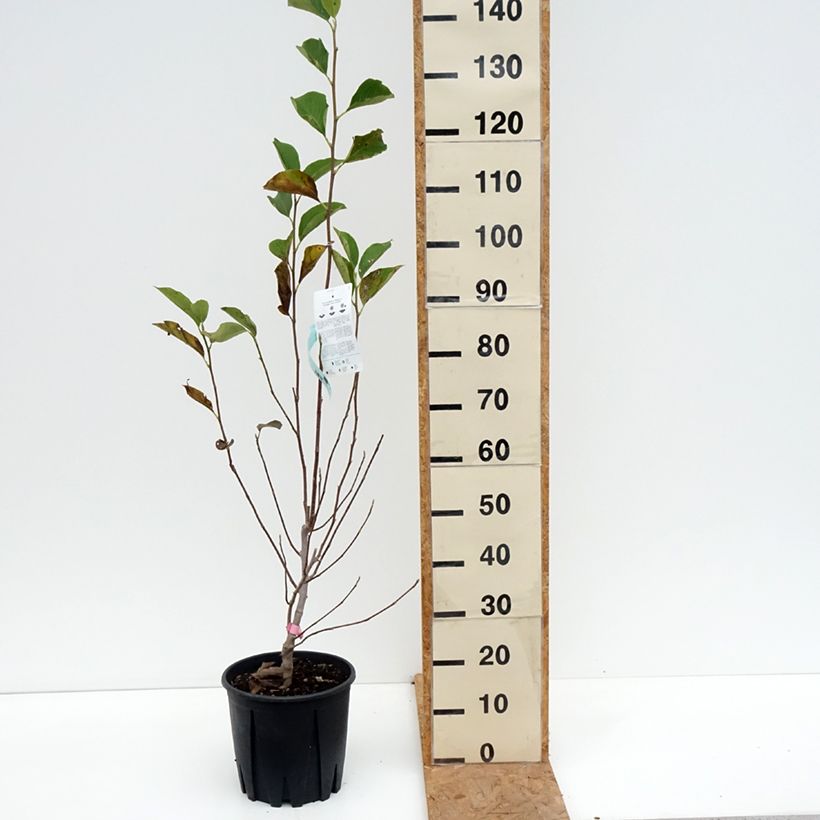 Amostra de Magnolia soulangeana Vaso de 7,5 L/10 L tal como entregue no outono
